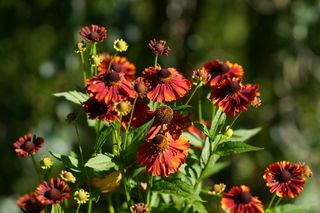 Helenium Lord Of Flanders
